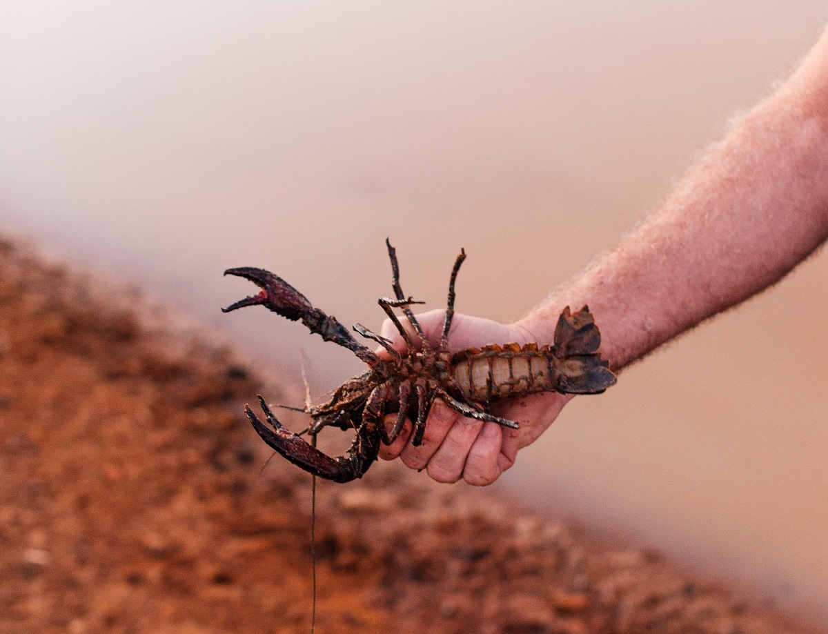 Where to buy crawfish in Louisiana