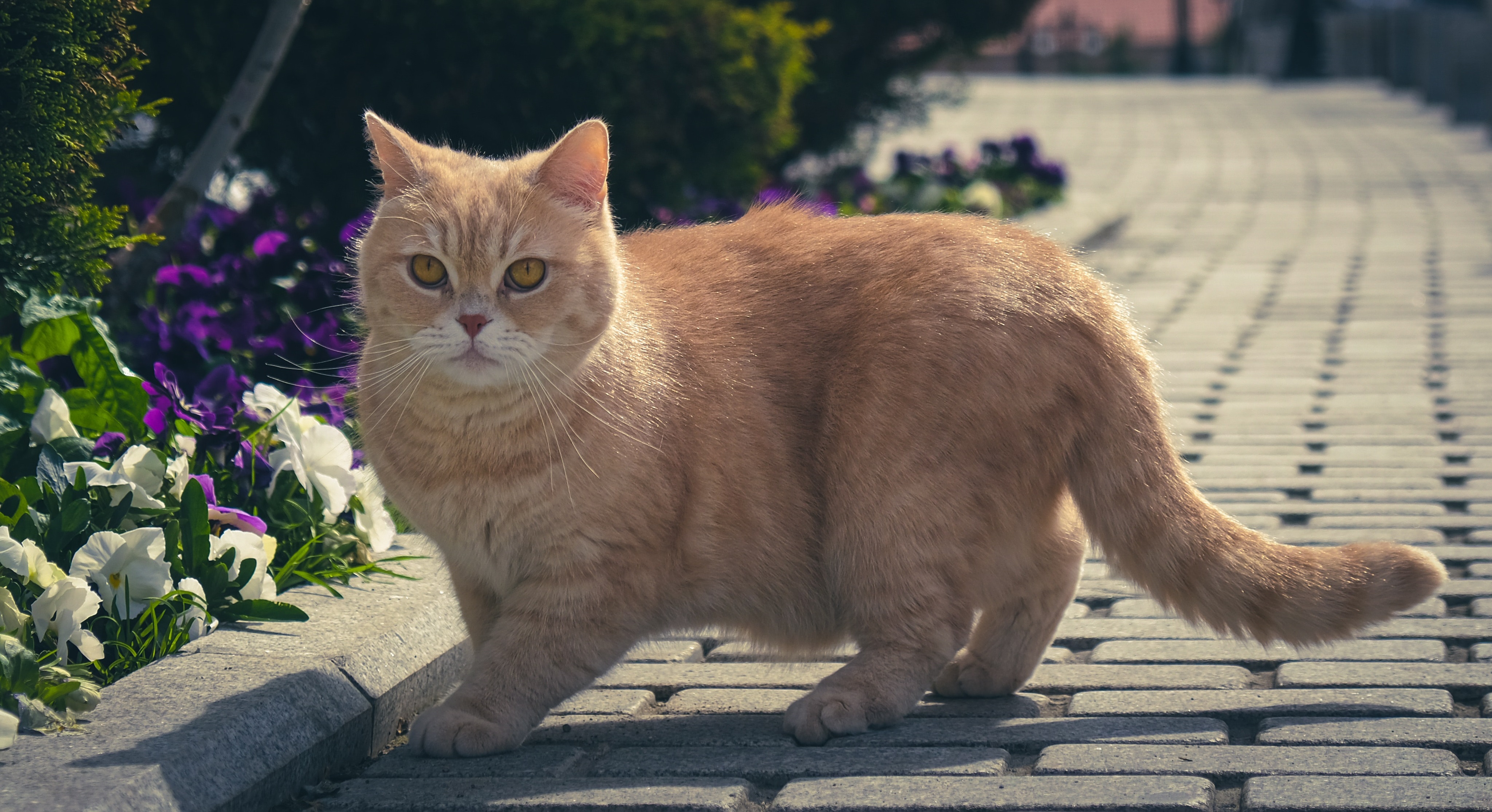 travel with a cat.